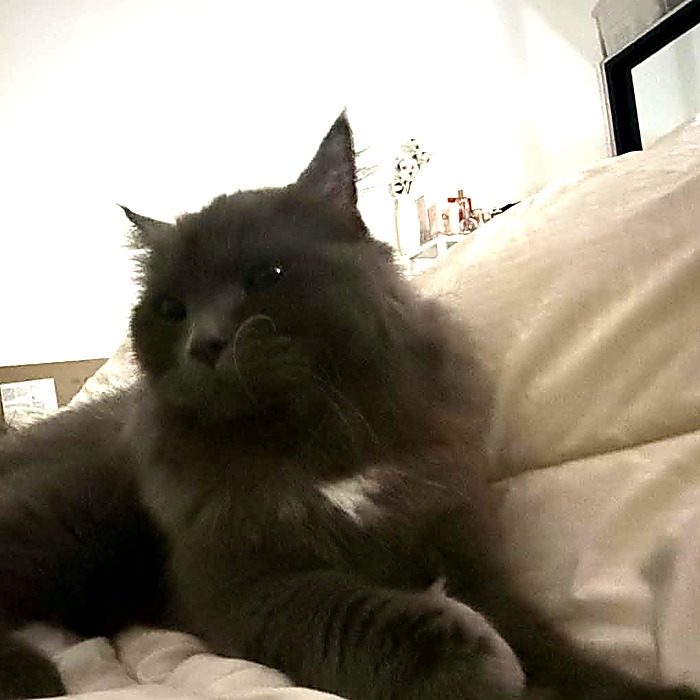 Grey, ByaheWheels chat assistant